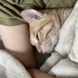 毛布と猫
